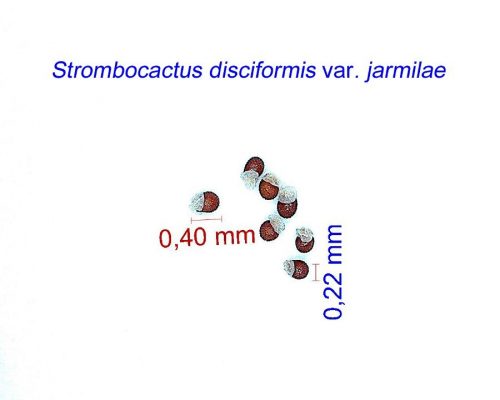 بذر Strombocactus disciformis