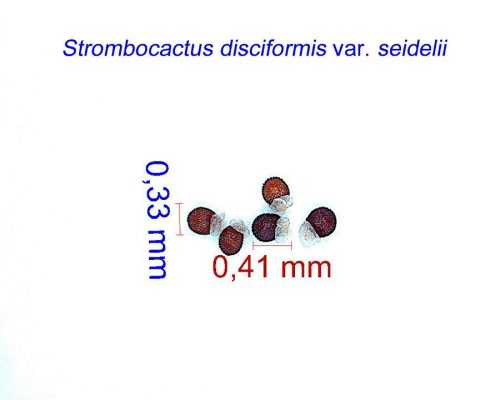 بذر Strombocactus disciformis seidelii, Peña Blanca, Queretaro