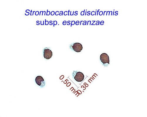 بذر Strombocactus disciformis ssp. esperanzae