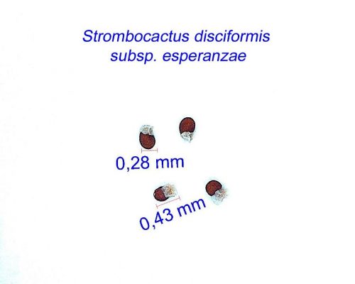 بذر Strombocactus disciformis ssp. esperanzae