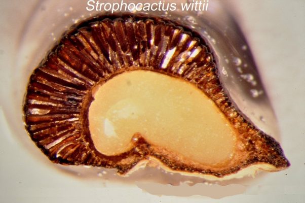 بذر Strophocactus wittii