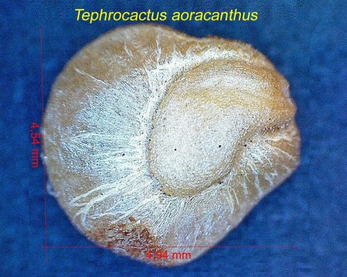 بذر Tephrocactus aoracanthus