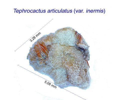 بذر Tephrocactus articulatus v. inermis
