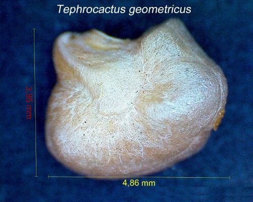 بذر Tephrocactus geometricus
