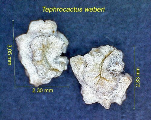 بذر Tephrocactus weberi