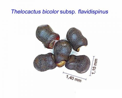 بذر Thelocactus bicolor subsp. flavidispinus