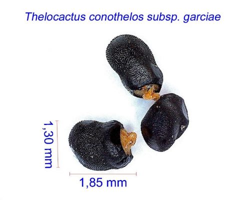 بذر Thelocactus conothelos ssp. garciae
