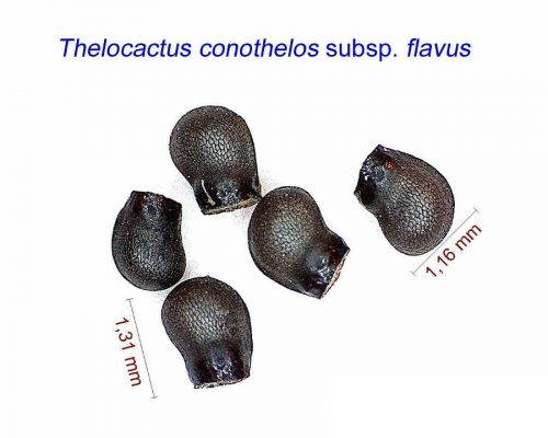 بذر Thelocactus conothelos subsp. flavus ex panarottoi