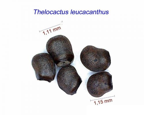 بذر Thelocactus leucacanthus