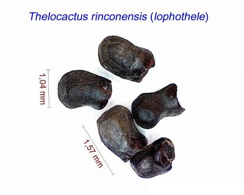 بذر Thelocactus rinconensis (lophothele)