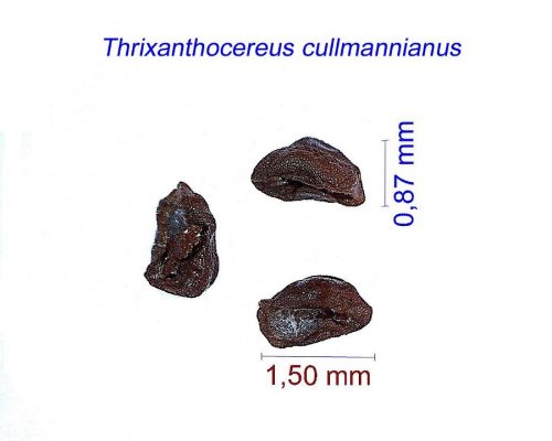 بذر Thrixanthocereus cullmannianus