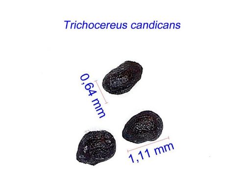 بذر Trichocereus candicans San José de Jachal PR