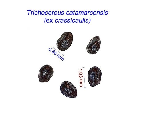 بذر Trichocereus catamarcensis ex crassicaulis