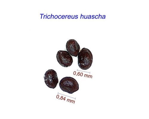 بذر Trichocereus huascha