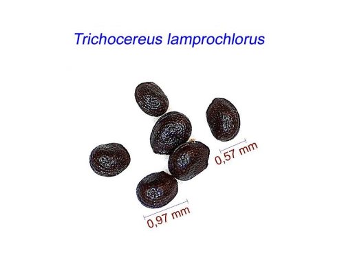 بذر Trichocereus lamprochlorus