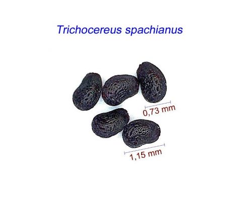 بذر Trichocereus spachianus
