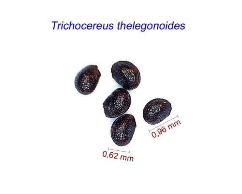 بذر Trichocereus thelegonoides