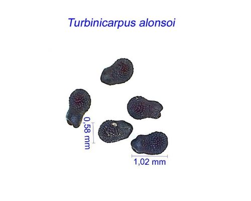 بذر Turbinicarpus alonsoi