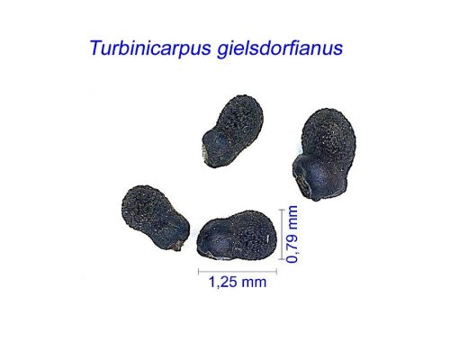بذر Turbinicarpus gielsdorfianus