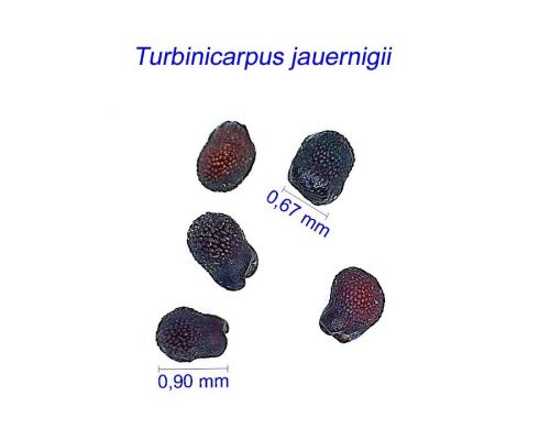 بذر Turbinicarpus jauernigii