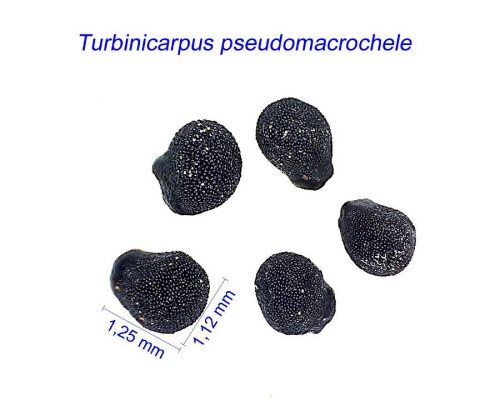بذر Turbinicarpus pseudomacrochele