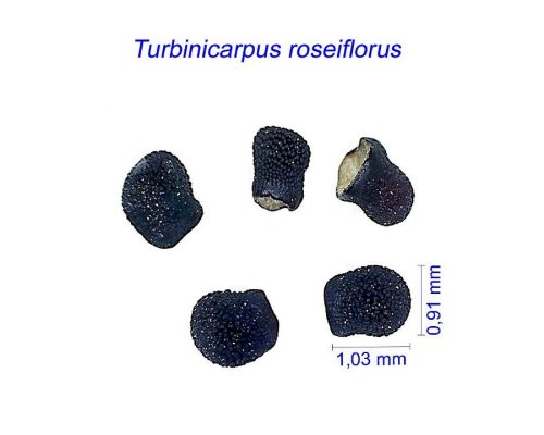 بذر Turbinicarpus roseiflorus