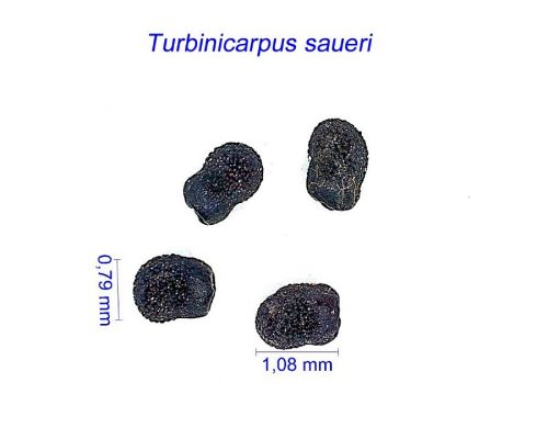 بذر Turbinicarpus saueri