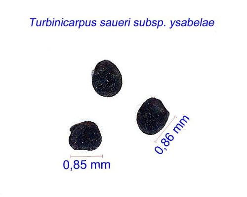 بذر Turbinicarpus saueri ssp. ysabelae