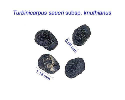 بذر Turbinicarpus saueri subsp. knuthianus