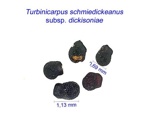 بذر Turbinicarpus schmiedickeanus v. dickisoniae