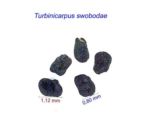 بذر Turbinicarpus swobodae