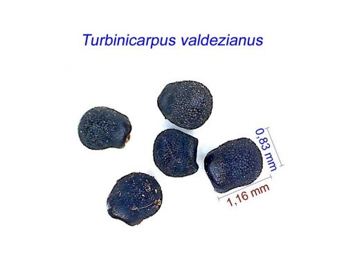 بذر Turbinicarpus valdezianus
