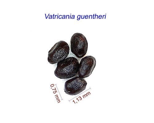 بذر Vatricania guentheri