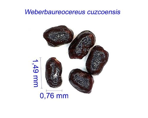 بذر Weberbaureocereus cuzcoensis