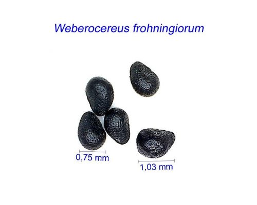 بذر Weberocereus frohningianum