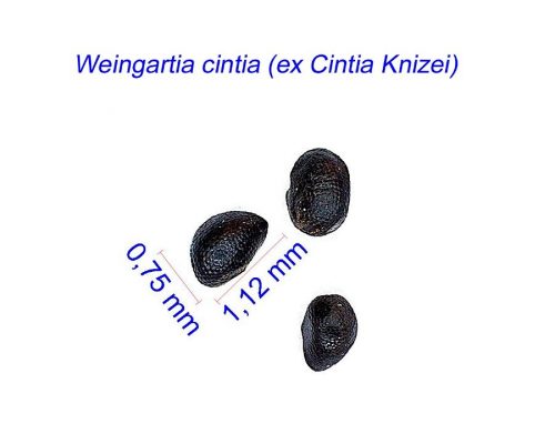 بذر Weingartia cintia