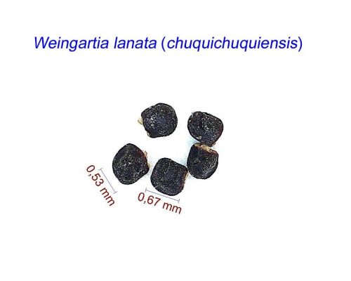 بذر Weingartia lanata