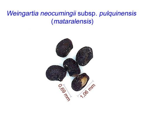 بذر Weingartia neocumingii subsp. pulquinensis