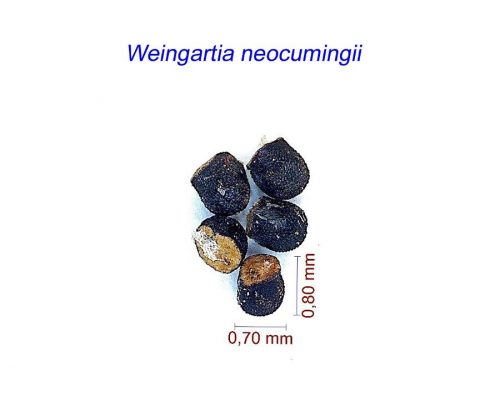بذر Weingartia neocummingii