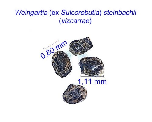 بذر Weingartia steinbachii