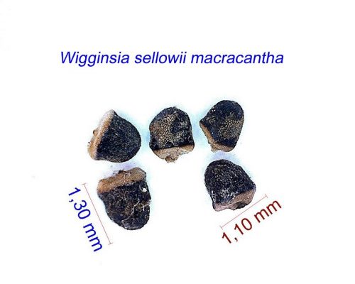 بذر Wigginsia sellowii macracantha